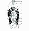 Afbeeldingsresultaten voor Dibranchus atlanticus Anatomie. Grootte: 93 x 100. Bron: www.researchgate.net