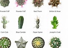 Image result for Cactus Soorten en Namen. Size: 140 x 100. Source: dendrobiumorchidflowers.blogspot.com