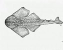 Image result for "squatina Africana". Size: 126 x 100. Source: www.sharkwater.com