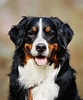 Bilderesultat for Berner Sennenhund. Størrelse: 83 x 100. Kilde: www.bernersennenhund.de