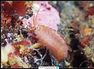 Image result for "gammarellus Homari". Size: 137 x 100. Source: reeflex.net