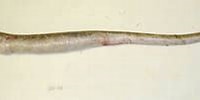 Image result for Echelus myrus Geslacht. Size: 200 x 83. Source: www.marinespecies.org