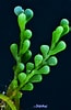 Image result for "caulerpa Racemosa". Size: 65 x 100. Source: joseluisalcaide.com
