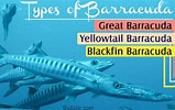 Afbeeldingsresultaten voor Fish that Look Like Barracuda. Grootte: 159 x 100. Bron: animalsake.com