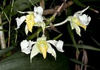 Image result for "vannuccia Forbesii". Size: 142 x 100. Source: www.orchidroots.com