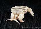 Image result for "cyamus Catodontis". Size: 141 x 100. Source: www.tonywublog.com