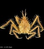 Afbeeldingsresultaten voor "achaeus Varians". Grootte: 90 x 100. Bron: www.crustaceology.com