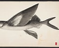 Image result for "cheilopogon Pinnatibarbatus". Size: 122 x 100. Source: animal.memozee.com