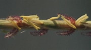 Image result for "lipobranchus Jeffreys Ii". Size: 180 x 100. Source: powo.science.kew.org