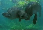 Image result for "Trichechus inunguis". Size: 144 x 100. Source: www.mindenpictures.com