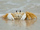 Image result for White Ghost Crab. Size: 134 x 100. Source: www.richleighton.com