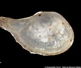 Image result for "cardiomya Costellata". Size: 118 x 100. Source: www.naturalhistory.museumwales.ac.uk