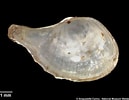 Image result for "cardiomya Costellata". Size: 129 x 100. Source: www.naturalhistory.museumwales.ac.uk
