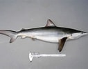 Afbeeldingsresultaten voor "carcharhinus Sealei". Grootte: 127 x 100. Bron: fishesofaustralia.net.au