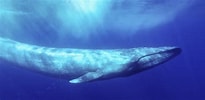 Image result for Balaenoptera. Size: 205 x 100. Source: hakaimagazine.com