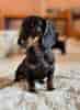 Image result for Gravhunde. Size: 73 x 100. Source: www.gipote.dk