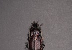 Image result for "cono Caramacroptera". Size: 143 x 100. Source: ccz.ugr.es