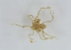 Image result for "anoplodactylus Pygmaeus". Size: 141 x 100. Source: www.aphotomarine.com