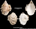 Image result for "crassostrea Gigas". Size: 127 x 100. Source: naturalhistory.museumwales.ac.uk