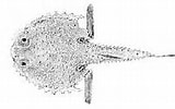 Résultat d’image pour Dibranchus atlanticus Anatomie. Taille: 160 x 100. Source: www.techno-science.net