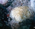 Afbeeldingsresultaten voor "solenastrea Bournoni". Grootte: 122 x 100. Bron: coralpedia.bio.warwick.ac.uk