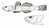 Afbeeldingsresultaten voor "pomatoschistus Norvegicus". Grootte: 170 x 100. Bron: www.fishbase.se