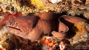 Image result for "Gymnothorax Unicolor". Size: 179 x 100. Source: adriaticnature.me