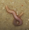 Image result for "nephtys Pulchra". Size: 97 x 100. Source: www.beachexplorer.org
