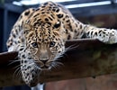 Résultat d’image pour Leopard. Taille: 130 x 100. Source: commons.wikimedia.org