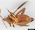 Image result for "acanthometra Fusca". Size: 117 x 100. Source: www.insectimages.org