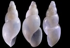 Pyramidellidae માટે ઇમેજ પરિણામ. માપ: 145 x 100. સ્ત્રોત: www.idscaro.net