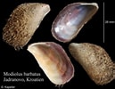 Image result for "modiolus Barbatus". Size: 129 x 100. Source: www.marinespecies.org