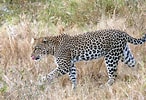 Résultat d’image pour Leopard. Taille: 146 x 100. Source: commons.wikimedia.org