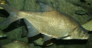 Image result for Abramis brama. Size: 190 x 100. Source: www.storefish.org
