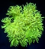 Image result for Catalaphyllia. Size: 93 x 100. Source: www.coral-station.de