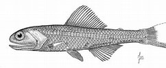 Image result for Notoscopelus caudispinosus. Size: 242 x 100. Source: azoresbioportal.uac.pt