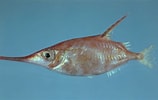 Image result for "macroramphosus Scolopax". Size: 158 x 100. Source: ncfishes.com