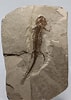 Image result for "phyllostaurus Echinoides". Size: 71 x 100. Source: www.catawiki.com