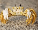 Image result for white Ghost Crab. Size: 126 x 100. Source: www.animalspot.net