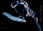 Afbeeldingsresultaten voor Cephalopyge. Grootte: 137 x 100. Bron: lindaiphotography.com