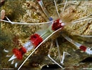 Image result for Stenopus hispidus Habitat. Size: 131 x 100. Source: aquainfo.nl
