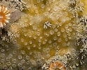 Image result for "hymedesmia Mamillaris". Size: 124 x 100. Source: www.habitas.org.uk