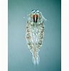 Image result for "sapphirina Iris". Size: 97 x 100. Source: planktonnet.awi.de