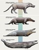Image result for evolution of Whales. Size: 78 x 100. Source: www.pinterest.jp
