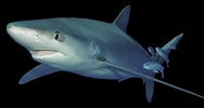 Risultato immagine per Large blauwe haai. Dimensioni: 188 x 100. Fonte: www.adcdiving.be