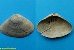 Afbeeldingsresultaten voor "atlanticella Craspedota". Grootte: 149 x 100. Bron: www.fossilshells.nl