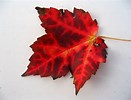 Tamaño de Resultado de imágenes de Red Maple Leaves.: 131 x 100. Fuente: es.wikipedia.org