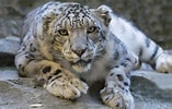 Risultato immagine per Snow Leopard Subfamily. Dimensioni: 157 x 100. Fonte: www.pbs.org