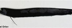 Image result for "flagellostomias Boureei". Size: 252 x 100. Source: azoresbioportal.uac.pt