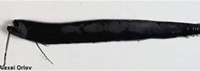 Image result for "flagellostomias Boureei". Size: 282 x 100. Source: azoresbioportal.uac.pt